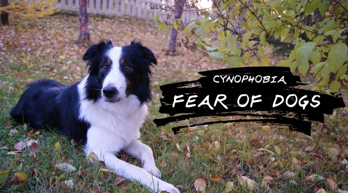 Cynophobia: Fear of dogs -