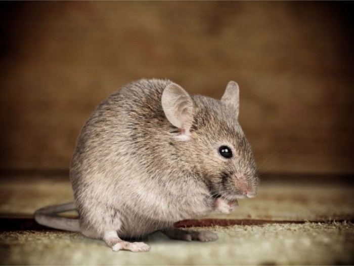 Musophobia Fear of rats and mice